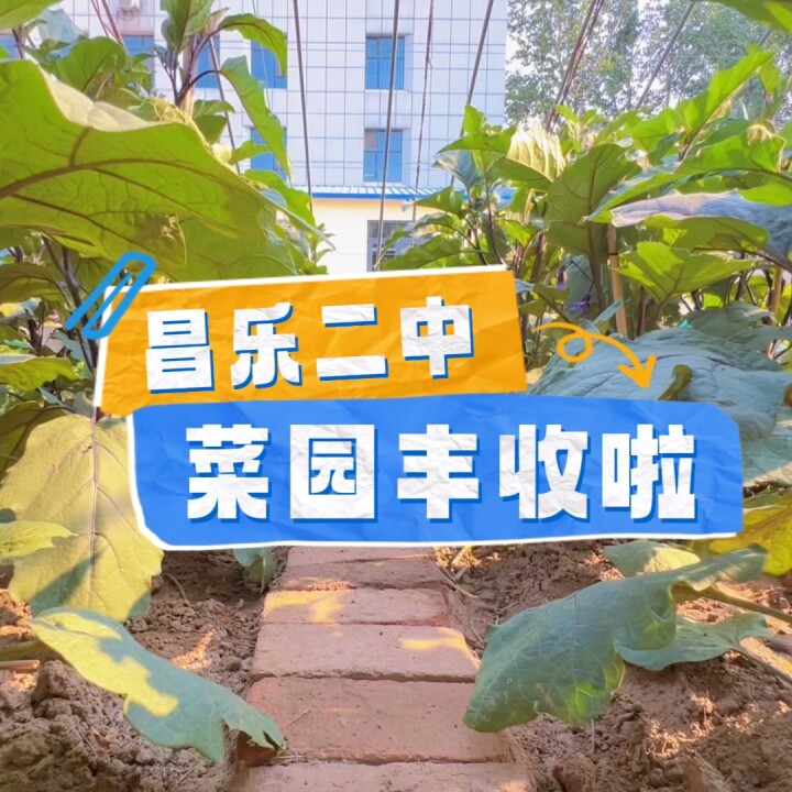 271教育|昌乐二中初一学子蔬菜种植喜获丰收
